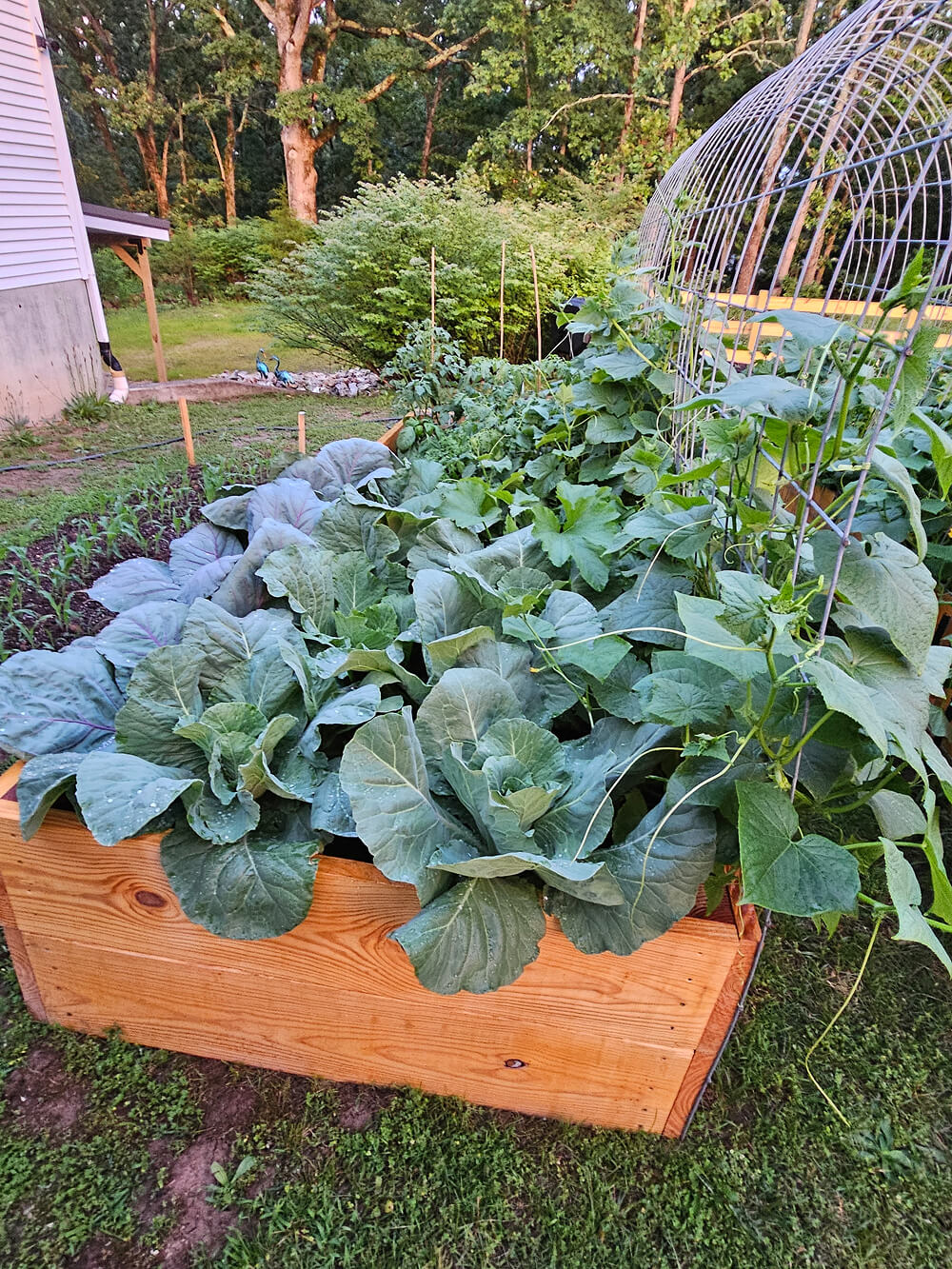 Fresh farm produce in Salem Missouri Images