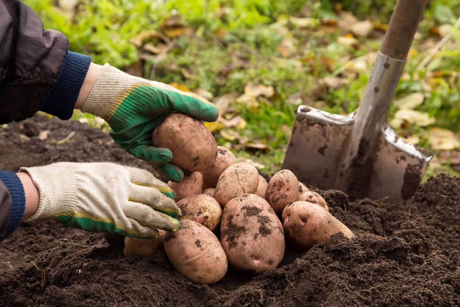 Fresh farm produce in Salem Missouri Images