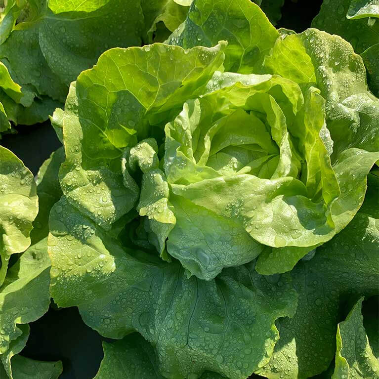 Fresh farm produce in Salem Missouri Images