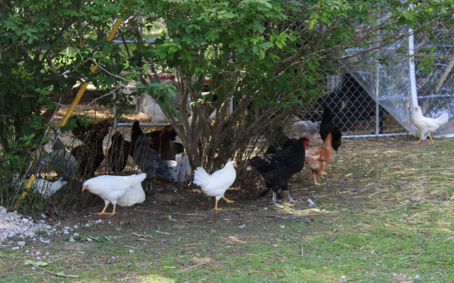 Fresh farm produce in Salem Missouri Images