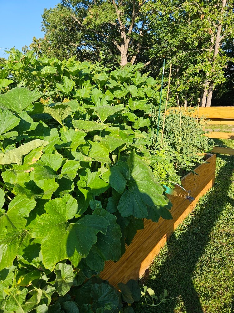 Fresh farm produce in Salem Missouri Images