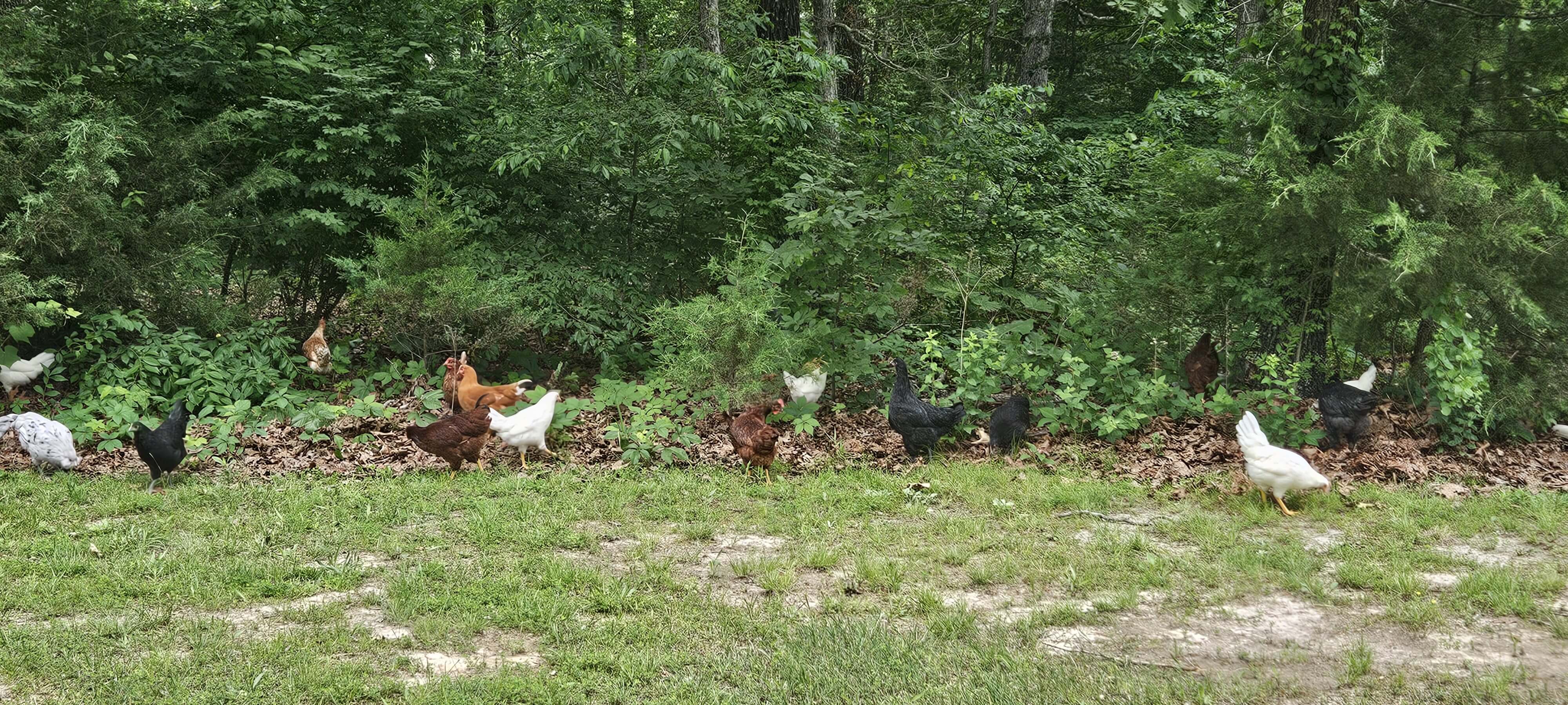 Fresh farm produce in Salem Missouri Images